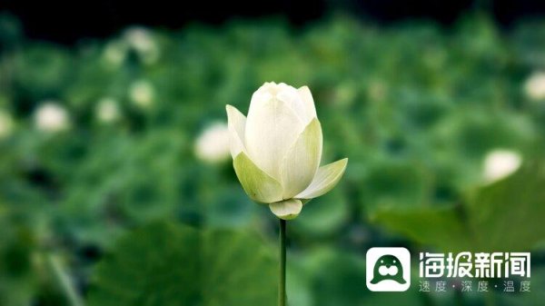 掌上策略 寻荷千百度，惊鸿在农大